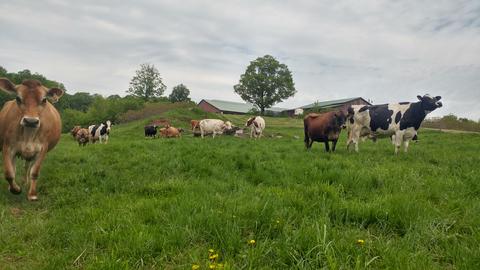 Vermont Farmstead FAQ: What Kind of Cows Do You Milk?