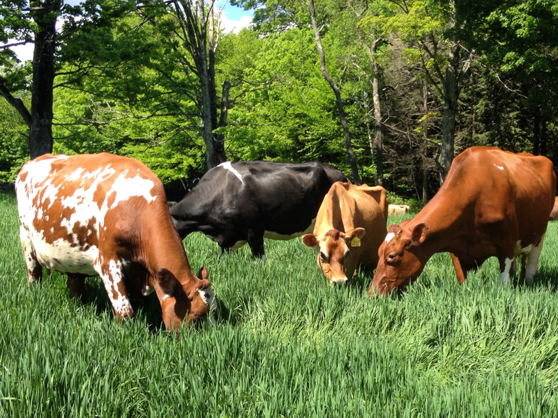 Vermont Farmstead Cows