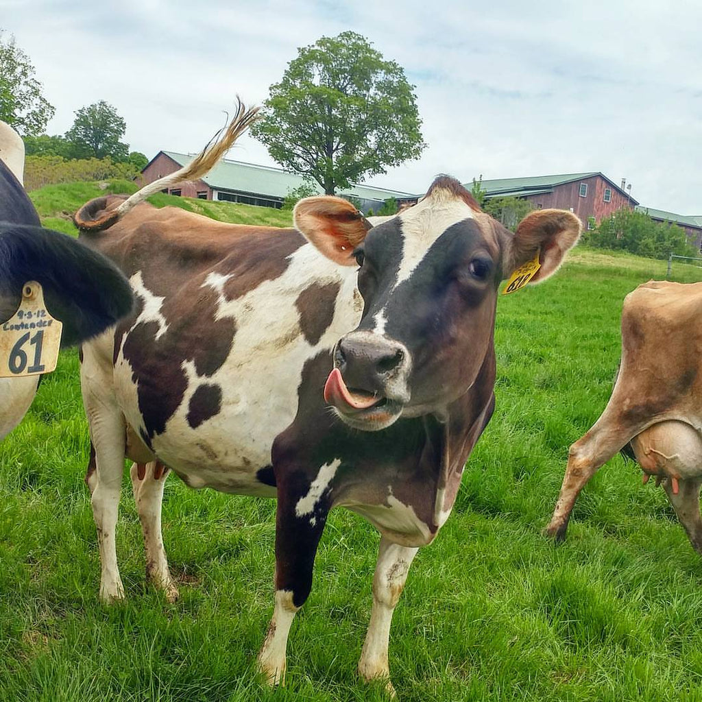 VERMONT FARMSTEAD FAQ: How does a dairy cow spend its day?