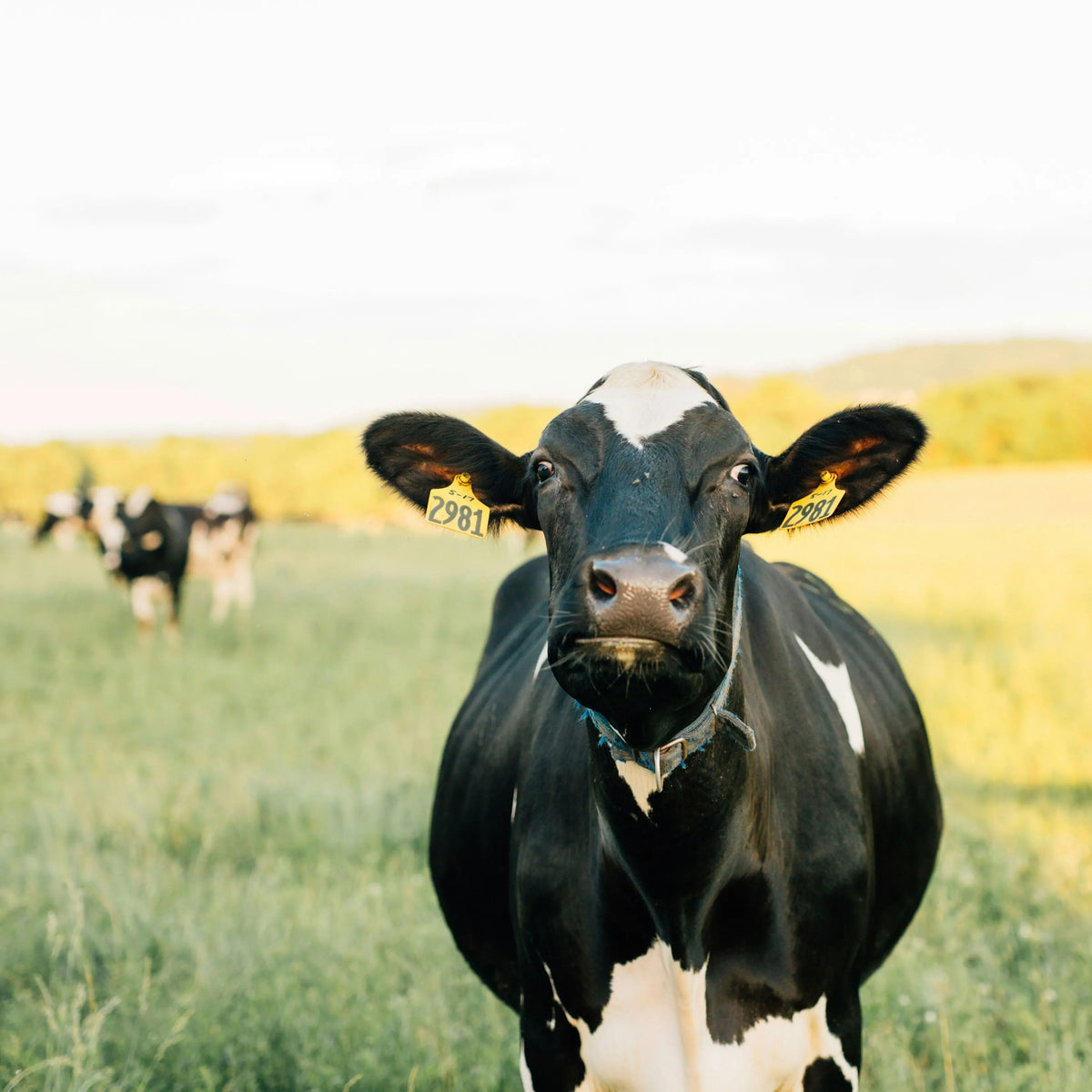 Vermont Farmstead Cheese Co - About - Cow