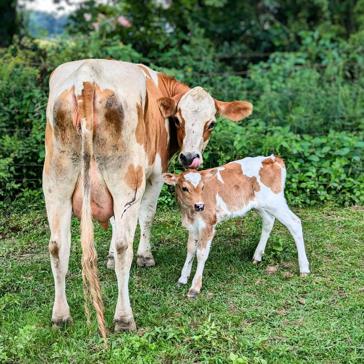 Vermont Farmstead Cheese Co - About - Cattle and Cub